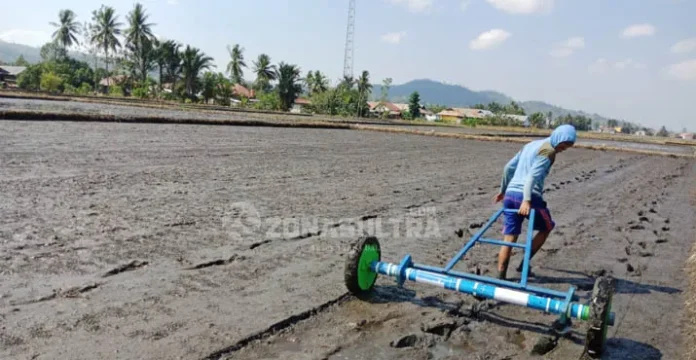 Distan Bombana Mulai Gencar Penanaman Padi Sawah Melalui Jarwo