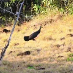 Mengenal Kehidupan Maleo di Taman Nasional Rawa Aopa Watumohai Mengenal Kehidupan Maleo di Taman Nasional Rawa Aopa Watumohai