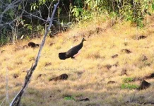 Mengenal Kehidupan Maleo di Taman Nasional Rawa Aopa Watumohai Mengenal Kehidupan Maleo di Taman Nasional Rawa Aopa Watumohai