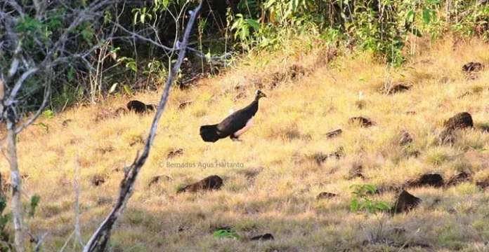 Mengenal Kehidupan Maleo di Taman Nasional Rawa Aopa Watumohai
