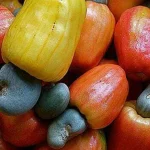 Anomali Cuaca, Harga Jambu Mete di Buton Menurun Ilustrasi Jambu Mete