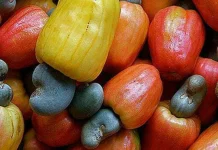 Anomali Cuaca, Harga Jambu Mete di Buton Menurun Ilustrasi Jambu Mete