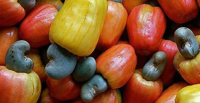 jambu_mete Ilustrasi Jambu Mete