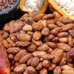 ABG-C Sepakat Jalin Kerjasama Dukung Kakao Sebagai Produk Unggulan Sultra Ilustrasi