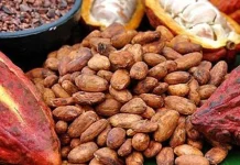 Gelar Teknologi HPS ke-39 Bakal Tonjolkan Proses Pengolahan Cokelat Ilustrasi