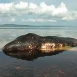 Paus Sperm Whale Ditemukan Mati Terdampar di Perairan Wakatobi Paus Sperm Whale Ditemukan Mati Terdampar di Perairan Wakatobi