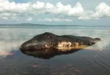 Paus Sperm Whale Ditemukan Mati Terdampar di Perairan Wakatobi Paus Sperm Whale Ditemukan Mati Terdampar di Perairan Wakatobi