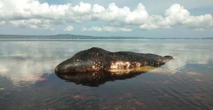 Paus Sperm Whale Ditemukan Mati Terdampar di Perairan Wakatobi