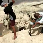 Bangkai Paus Sperm Whale Dikubur di Pantai Kapota Utara Bangkai Paus Sperm Whale Dikubur di Pantai Kapota Utara