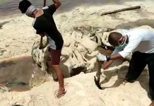 Bangkai Paus Sperm Whale Dikubur di Pantai Kapota Utara Bangkai Paus Sperm Whale Dikubur di Pantai Kapota Utara