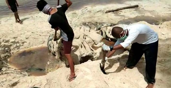 Bangkai Paus Sperm Whale Dikubur di Pantai Kapota Utara