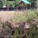 Pertahankan Populasi Rusa, Balai TNRAW Bangun Penangkaran