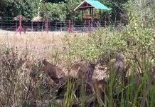 Pertahankan Populasi Rusa, Balai TNRAW Bangun Penangkaran