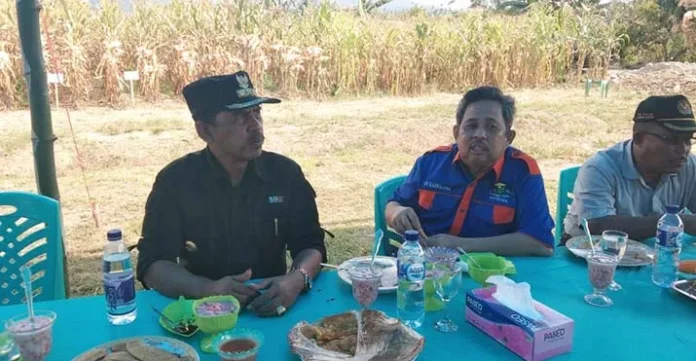 Tanaman Sela Hidupkan Ekonomi Masyarakat Kolut