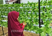 Dulunya Hobi, Kini Tanaman Hidroponik Jadi Mata Pencaharian Dulunya Hobi, Kini Tanaman Hidroponik Jadi Mata Pencaharian