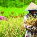 Nilai Tukar Petani Sultra pada Desember 2018 Alami Penurunan Ilustrasi Petani