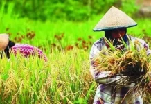 Januari 2019, Nilai Tukar Petani di Sultra Menurun Ilustrasi Petani