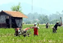 Distanak Sultra Gagas Penyuluhan Dengan Menyasar Generasi Muda ilustrasi petani