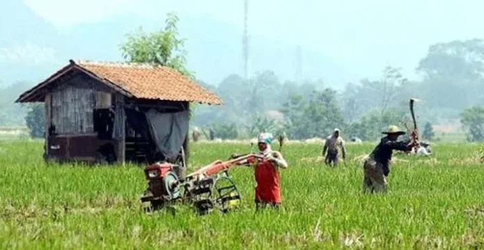 petani_penyuluh ilustrasi petani