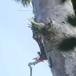 sarang_kakatua_jambul