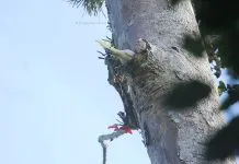 Mengenali Kakatua Kecil Jambul Kuning di TNRAW yang Terancam Punah Mengenali Kakatua Kecil Jambul Kuning di TNRAW yang Terancam Punah