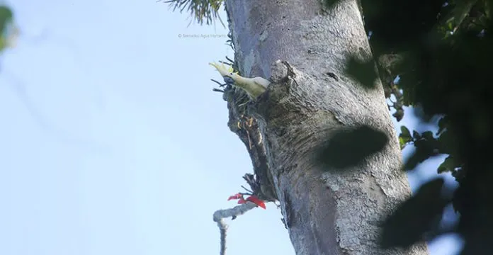 sarang_kakatua_jambul Mengenali Kakatua Kecil Jambul Kuning di TNRAW yang Terancam Punah