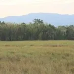 sarang_kakatua_jambul3