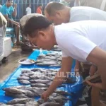 Yusril Borong Berbagai Macam Ikan di Pasar Pelelangan Kendari Yusril Borong Berbagai Macam Ikan di Pasar Pelelangan Kendari
