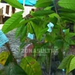 Kadistan Kolut Pastikan Bibit Kakao yang Diterima Petani Berlabel F-1 Kadistan Kolut Pastikan Bibit Kakao yang Diterima Petani Berlabel F-1