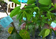 Kadistan Kolut Pastikan Bibit Kakao yang Diterima Petani Berlabel F-1 Kadistan Kolut Pastikan Bibit Kakao yang Diterima Petani Berlabel F-1