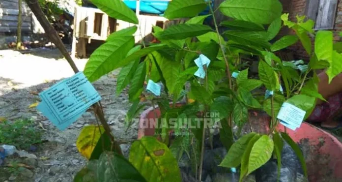 Kadistan Kolut Pastikan Bibit Kakao yang Diterima Petani Berlabel F-1
