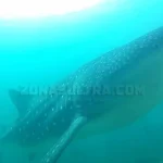 Terjerat Sero Nelayan Soropia, Hiu Paus Sepanjang 7 Meter Berhasil Dilepas Terjerat Sero Nelayan Soropia, Hiu Paus Sepanjang 7 Meter Berhasil Dilepas