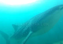 Terjerat Sero Nelayan Soropia, Hiu Paus Sepanjang 7 Meter Berhasil Dilepas Terjerat Sero Nelayan Soropia, Hiu Paus Sepanjang 7 Meter Berhasil Dilepas