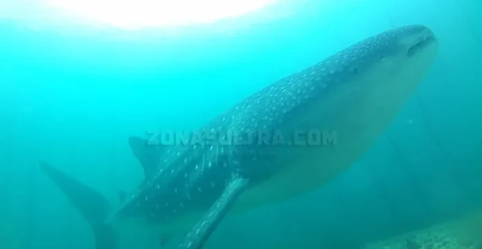 Terjerat Sero Nelayan Soropia, Hiu Paus Sepanjang 7 Meter Berhasil Dilepas