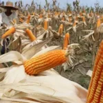 Muna Target Produksi Jagung 5 Ton per Hektar Ilustrasi jagung
