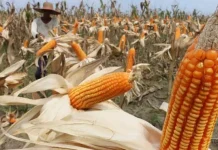 Muna Target Produksi Jagung 5 Ton per Hektar Ilustrasi jagung