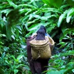 Wanita yang Hilang di Hutan Kolaka Masih Terus Dicari Wanita yang Hilang di Hutan Kolaka Masih Terus Dicari