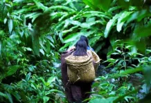 Wanita yang Hilang di Hutan Kolaka Masih Terus Dicari Wanita yang Hilang di Hutan Kolaka Masih Terus Dicari