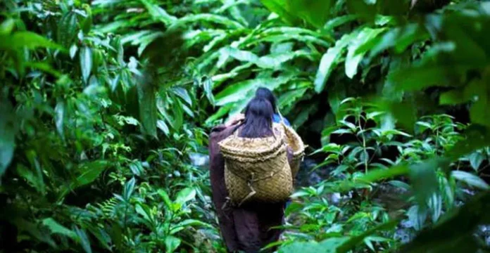 Wanita yang Hilang di Hutan Kolaka Masih Terus Dicari