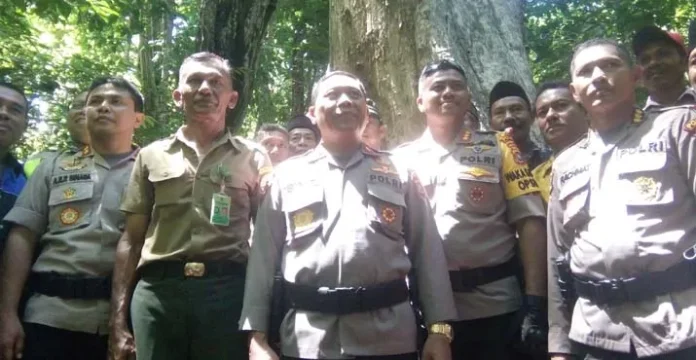 Kunker di Muna, Kapolda Kunjungi Pohon Jati Tertua di Dunia