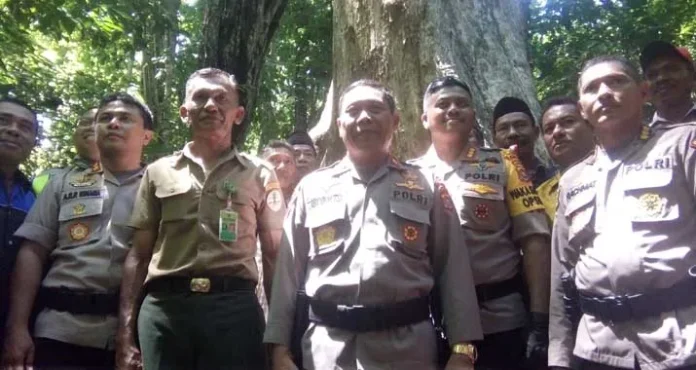 Mengenal Jati Berusia 3,5 Abad, Pusaka di Tanah Muna (Bagian I)