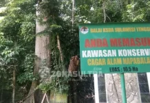 Mengenal Jati Berusia 3,5 Abad, Pusaka di Tanah Muna (Bagian II) Mengenal Jati Berusia 3,5 Abad, Pusaka di Tanah Muna (Bagian I)