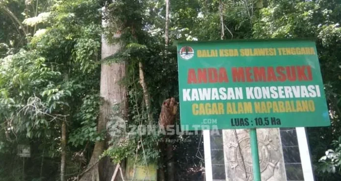 Mengenal Jati Berusia 3,5 Abad, Pusaka di Tanah Muna (Bagian I)