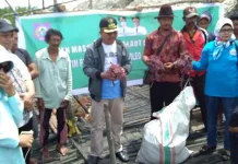 Hadiri Panen Massal, Bupati Butur Suport Petani Rumput Laut Hadiri Panen Massal, Bupati Butur Suport Petani Rumput Laut