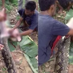 Warga Kendari Temukan Ular Telan Seekor Babi Warga Kendari Temukan Ular Telan Seekor Babi