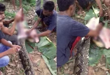 Warga Kendari Temukan Ular Telan Seekor Babi Warga Kendari Temukan Ular Telan Seekor Babi