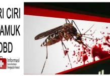 Kenali Ciri Nyamuk Demam Berdarah Hingga Fase Penyebaran Virusnya Kenali Ciri Nyamuk Demam Berdarah Hingga Fase Penyebaran Virusnya