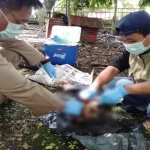 Sampel Organ Otak Anjing di Kolut Positif Rabies Sampel Organ Otak Anjing di Kolut Positif Rabies