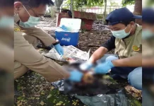 Sampel Organ Otak Anjing di Kolut Positif Rabies Sampel Organ Otak Anjing di Kolut Positif Rabies