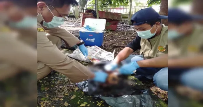 Otak Anjing Sampel Organ Otak Anjing di Kolut Positif Rabies